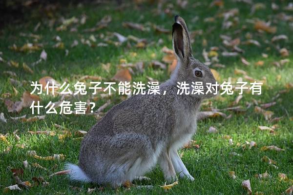 為什么兔子不能洗澡，洗澡對兔子有什么危害？